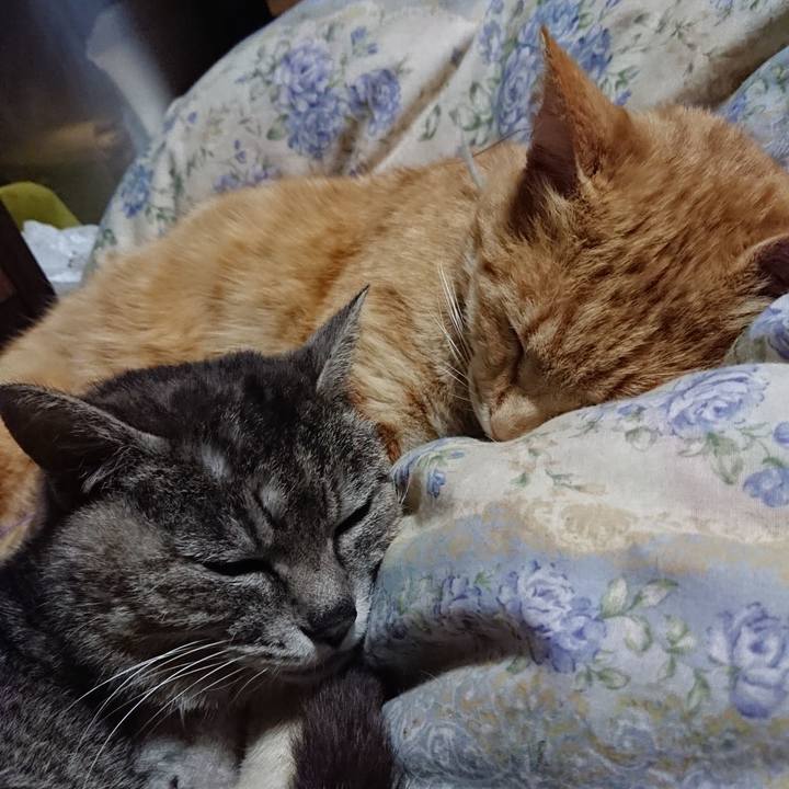 B9719b1d 604f 4799 8497 7c8de3a83788 1589373032474