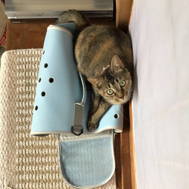 B9737a68 6c37 499c b6c8 6d0b8acc6a64 1596004348788