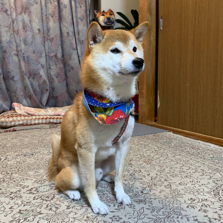 B97e1d76 0357 4164 a02e 9007a814cb10 1572089194555