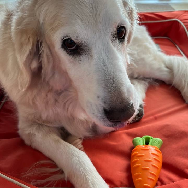 B97e3d15 c277 485c aee4 9f4bb31649e3 1703374714028