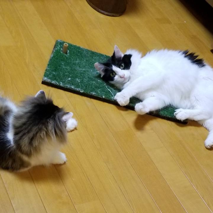 B97ee9bd 2796 428d a76e 3e60ccab5422 1589274642890