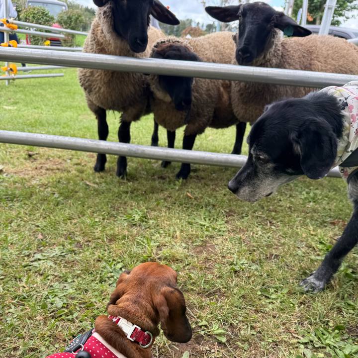 B97fa4b2 6083 4eec 87b2 b1ca058ebe18 1758446850603