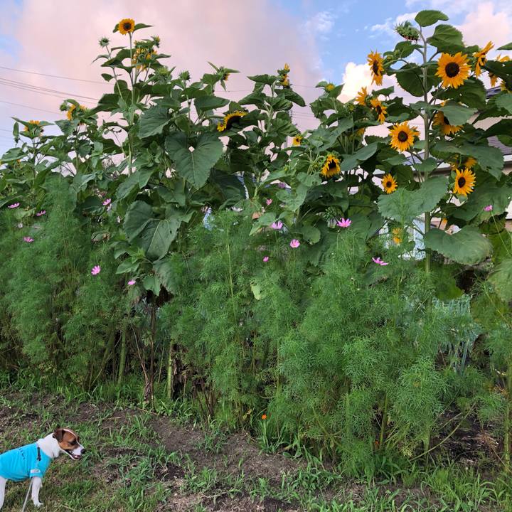 B980c9fd e9fc 4526 80b0 dcb0b891573c 1565176425590