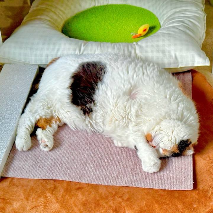 B9822f71 9e7d 4123 8309 b91e16e80065 1733348689846