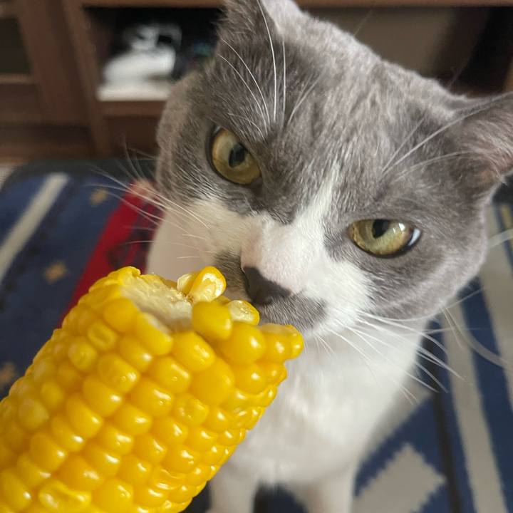 B983547f 3a15 42cc 85ab 0d9e4bd35eea 1689913586225