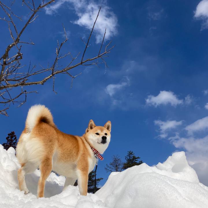 B987da79 3654 4836 8b15 2d7c86f31b12 1646216995222