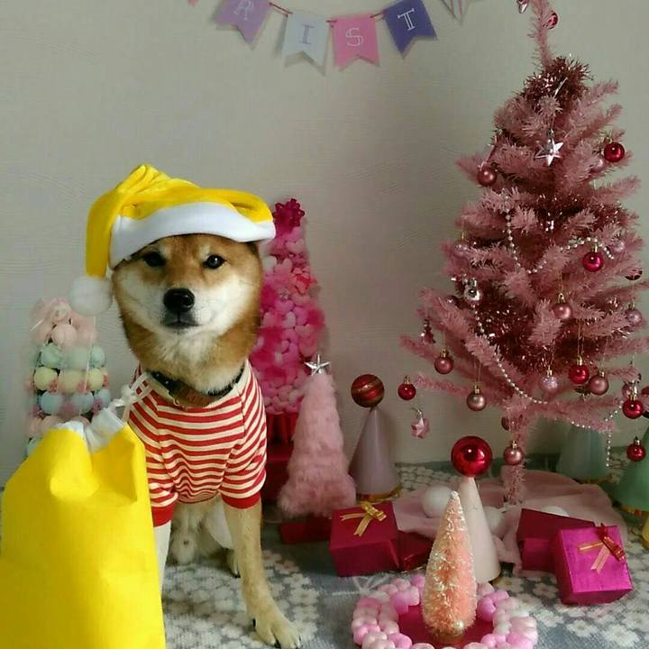 B98d5b28 239a 4d6e 8a84 bc91c2f4f90a 1545550312050