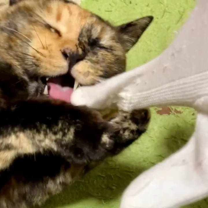 B9912bf6 676b 4083 8d6b 0e86492eccdf 1733077928802