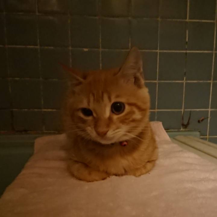 B9916c4e c08f 4cd2 8b44 019672d87276 1635075160296