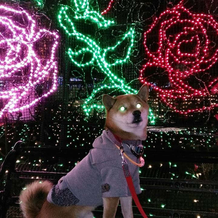 B992e917 46d1 431b a439 b35d863edbdd 1544270206751