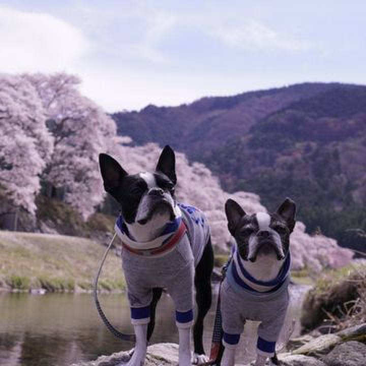 B9943de2 208c 41eb a68e fb5bcb7c6feb 1555069877450