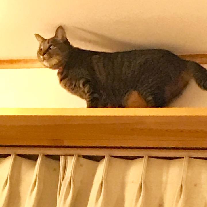 B99792ae 63e7 4ecc 981f f6b126e4a8f4 1542530574315