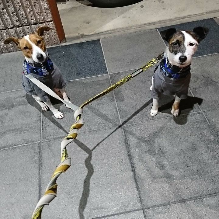 B99a891e 63fb 45c9 b631 14b3ea87073e 1545482277846