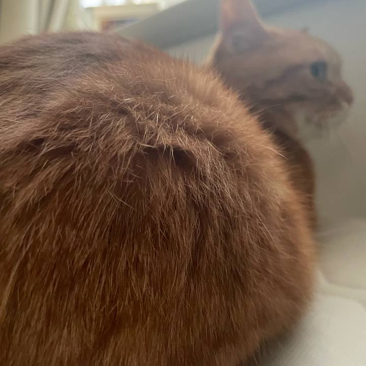 B99d6632 7c80 40a4 8774 d2f40d485f57 1759966427431