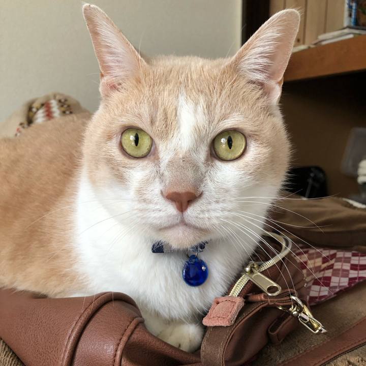 B99d6f11 60f5 435b bfa0 eb1de9f30bce 1543630419415