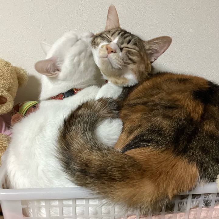 B99ea4ea 3d0f 4fca 927b 9e13e66f1af1 1677231596498