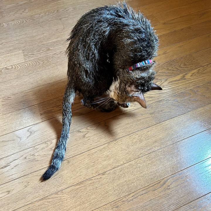 B9a17345 fcab 4a9e beed db77df66633f 1754882314274