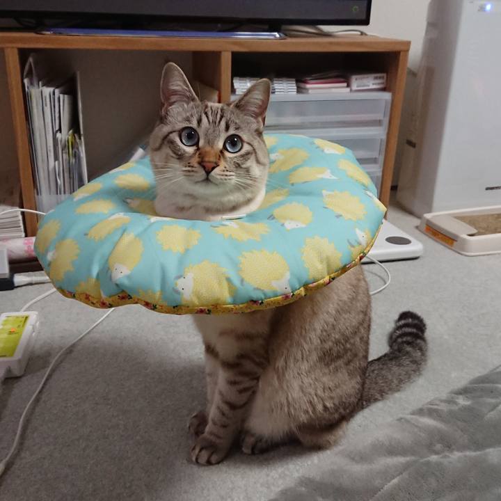 B9a23526 cec0 4484 850e 5ab028d6030f 1516113700262