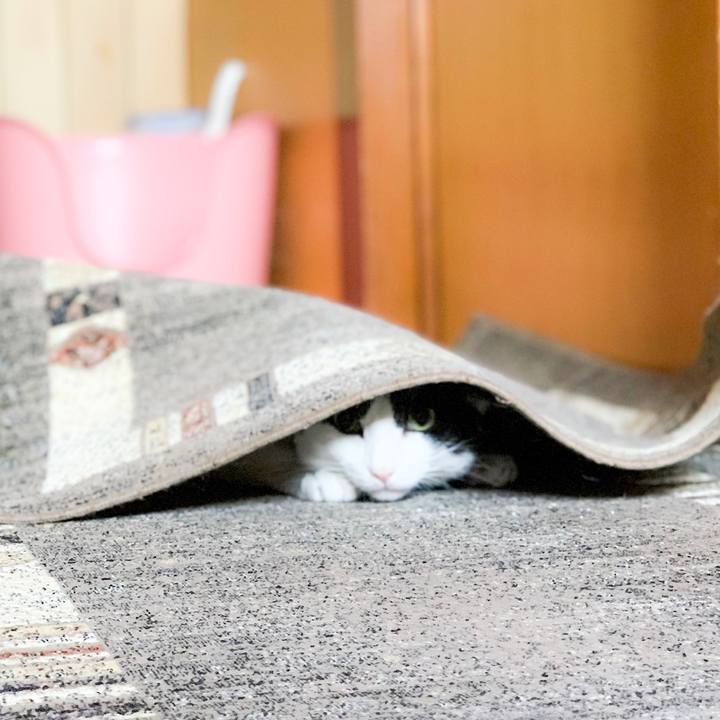 B9a39736 0e8a 4868 947a 9205594fe004 1564618345123