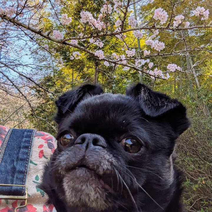 B9a752ca 30a7 4fff a61f 8513b46e212f 1774073376709