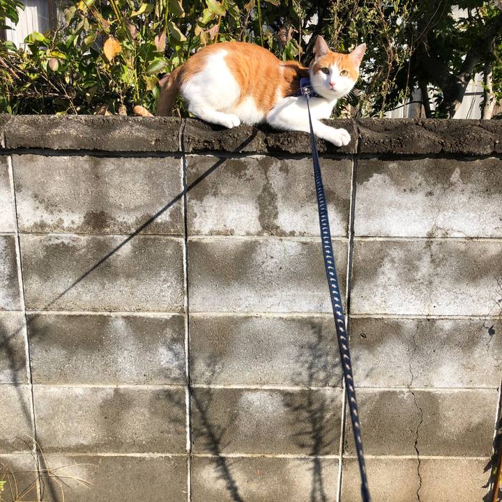 B9a946c7 3d99 44bd 9d25 bba9e0e4a67f 1540684809172