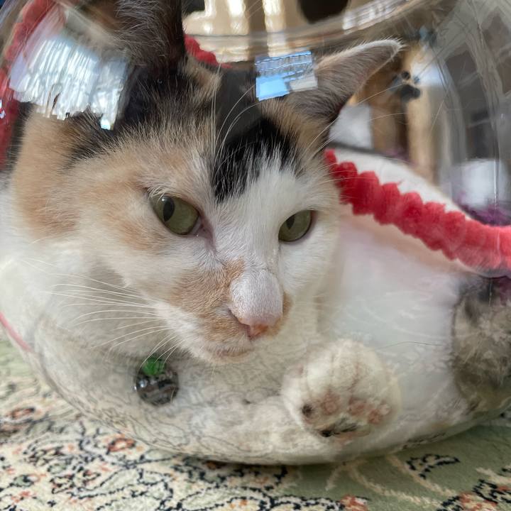 B9a9cf8a f1d8 4245 bfb0 9c8d67c839be 1721692076485