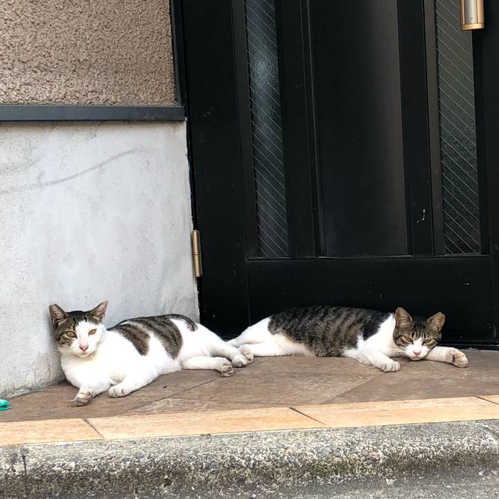 B9aa365a de8a 4667 88bb 735e86946124 1533416067483