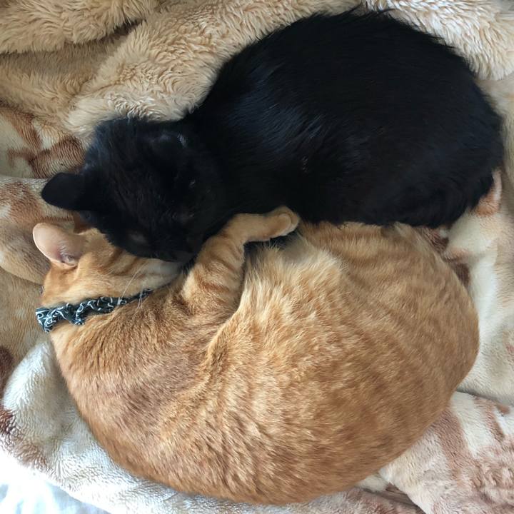 B9add014 951b 4df7 9b98 82ceeceab0e3 1589078425476