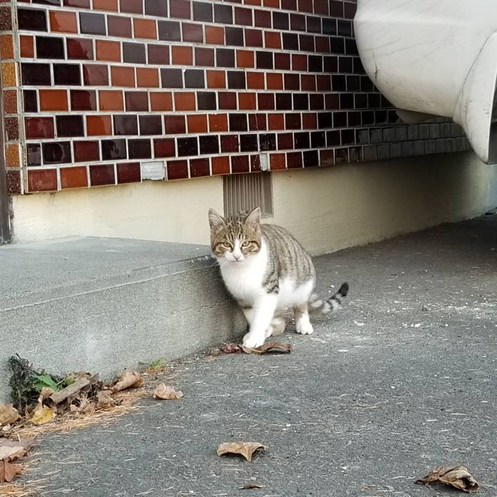 B9ae26ae a7dd 4ea3 861e f6f9f1b9d2d5 1605428513529