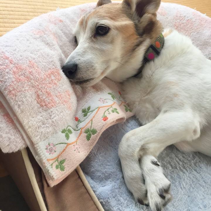 B9b3a831 8b32 4587 b49a 5b8ac26bed5f 1529535545425