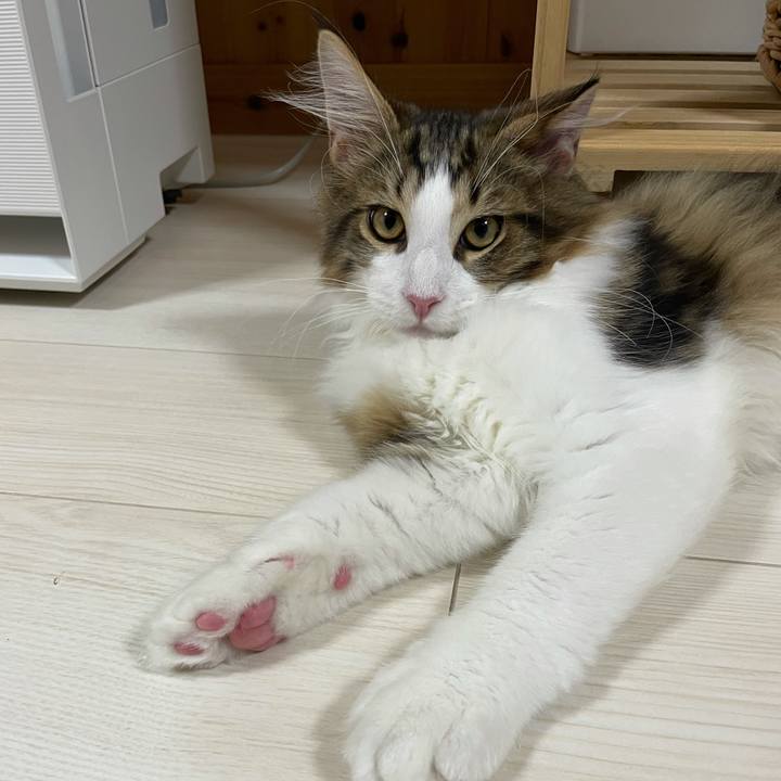 B9b55b70 1f8e 4c21 882a f3aedabcfd22 1636404964658