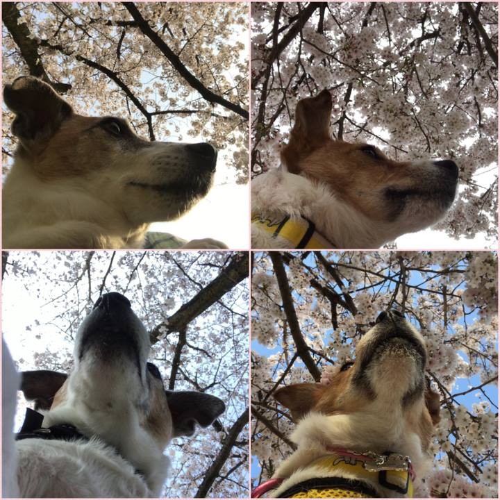 B9b6fcb7 42f8 4d5d 9389 e7c6c5a79eea 1555211736716