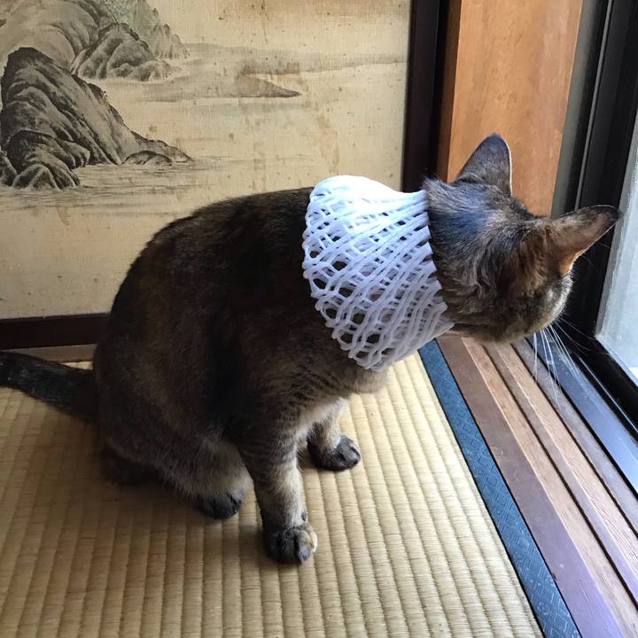 B9b729ac 9a91 44c8 88ce f1ff38b2899b 1753691341831