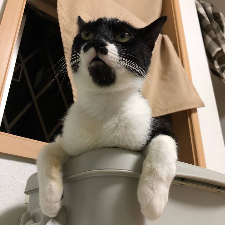 B9bc4396 c71c 4439 bfe5 bf9a289c11d2 1532062875010