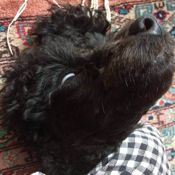 B9be0f20 3ca4 46e3 bdbd 68a5bb455818 1529908268833