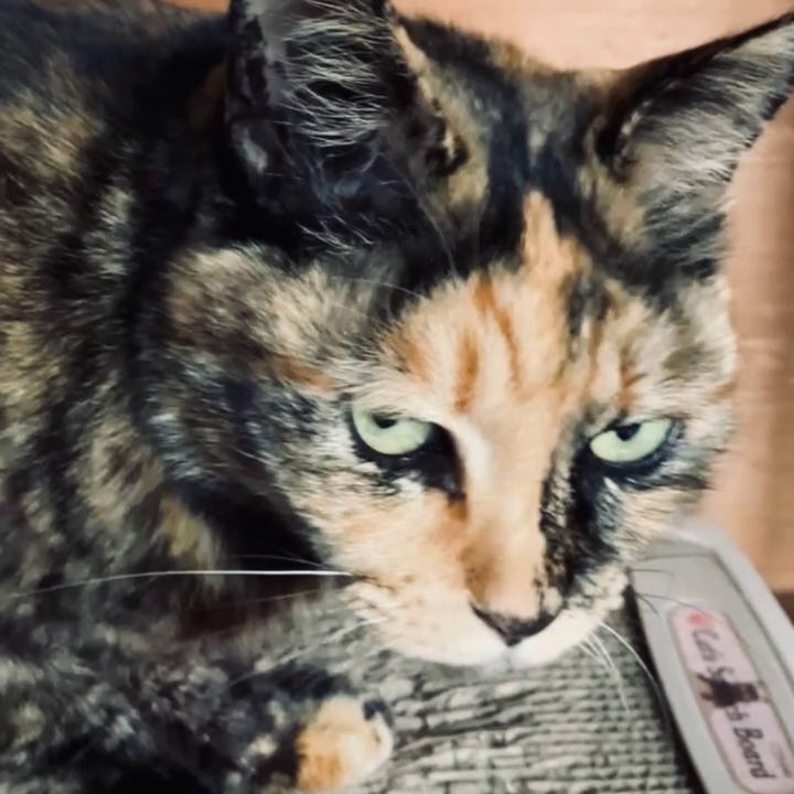 B9be48e8 3447 44bf ad9a d88b9a27f20b 1741919197347