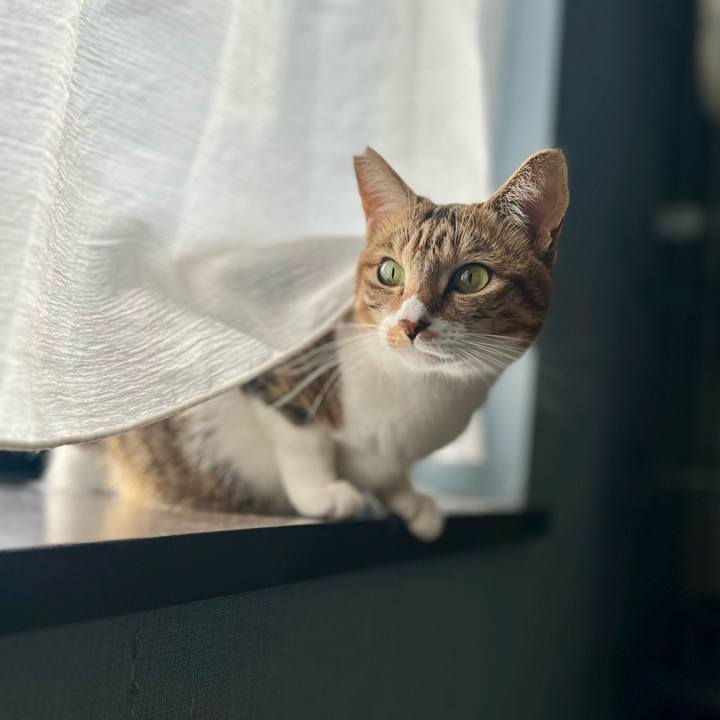 B9c22464 81e7 4f86 9f8c 2be9c9c1fb7e 1762260224138