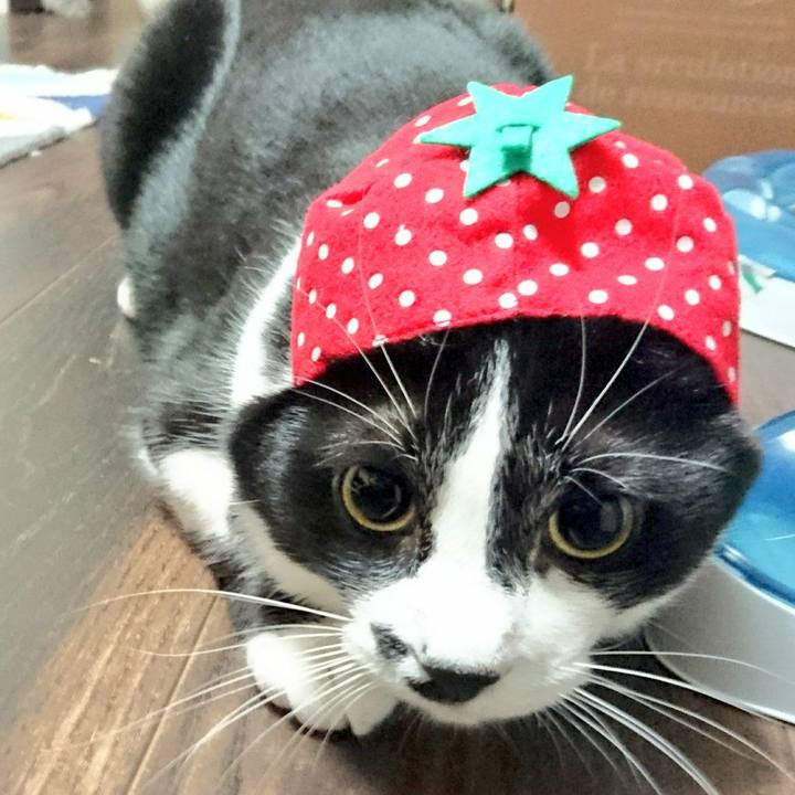 B9c22a65 1d64 4cff 9103 497789a5e511 1508858432638