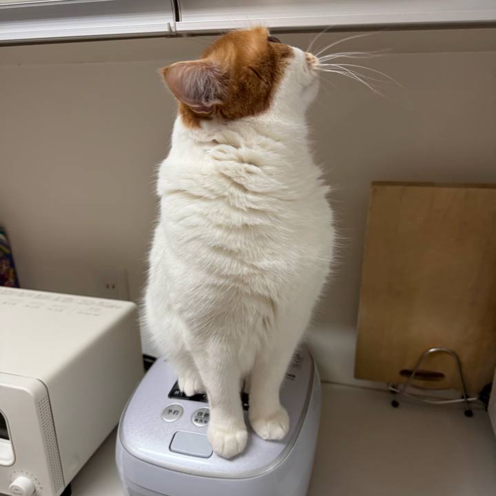 B9cb4163 3b7e 4ed8 ba63 cb84c739ed29 1770430864662