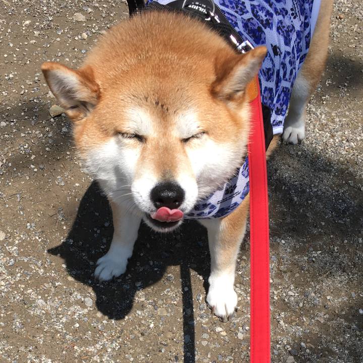 B9ce3407 c7ed 4e76 b9cb 7a37cc3b38eb 1592629701850