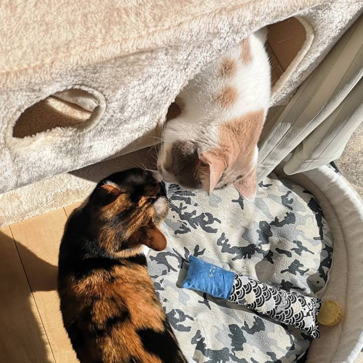 B9cfc208 a060 4f38 843d 3a1bb3925e74 1617612053765