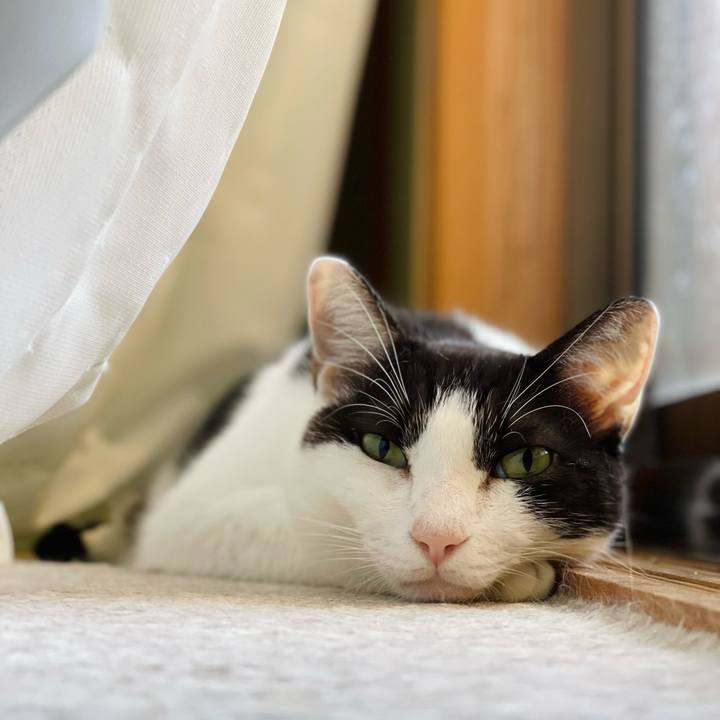 B9cff6a8 3371 4a3f a16e d5824640274f 1635990024833