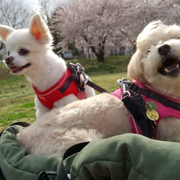 B9d108e2 524a 4302 a51f 87b2a986fe61 1617084230128