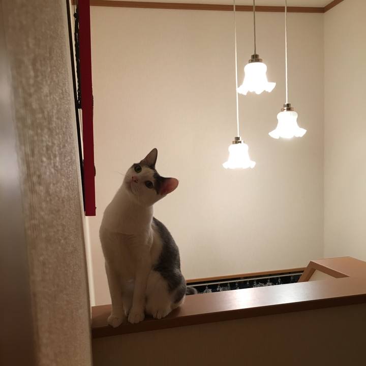 B9d12415 32c6 4f44 938a 8e234fca4db2 1507794233326