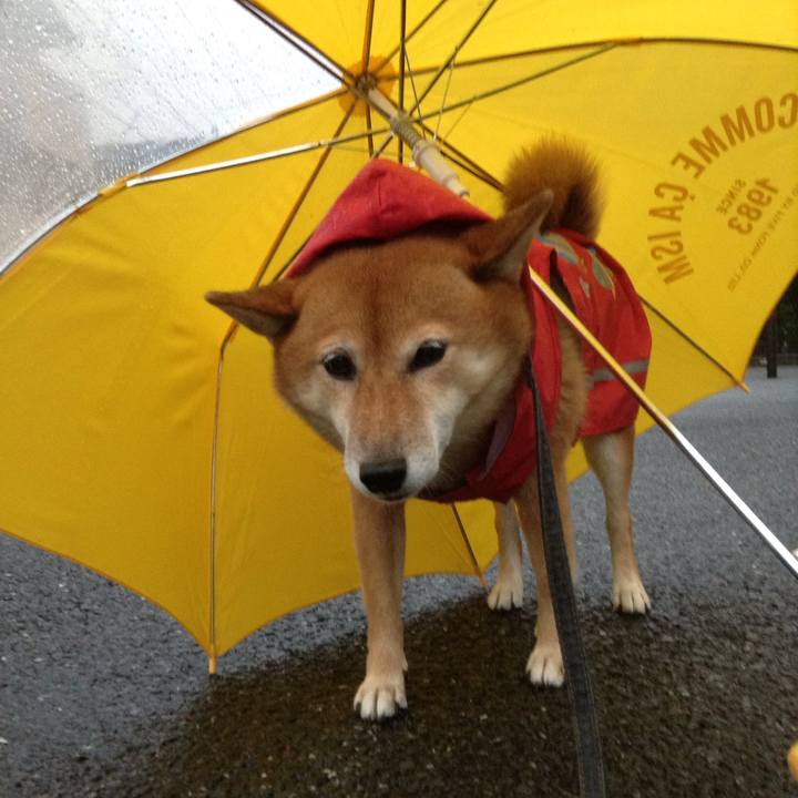 B9d229ec b506 4c5f ba31 9952ebd1efc8 1507882527067