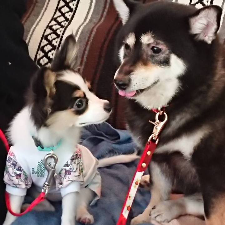 B9d3cfee 7177 4cb2 ab44 d4bd59c515f7 1598882477993