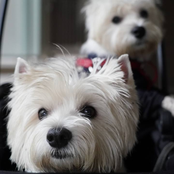 B9d84698 c06f 4339 ac9f 7afbb068ba56 1528809259981