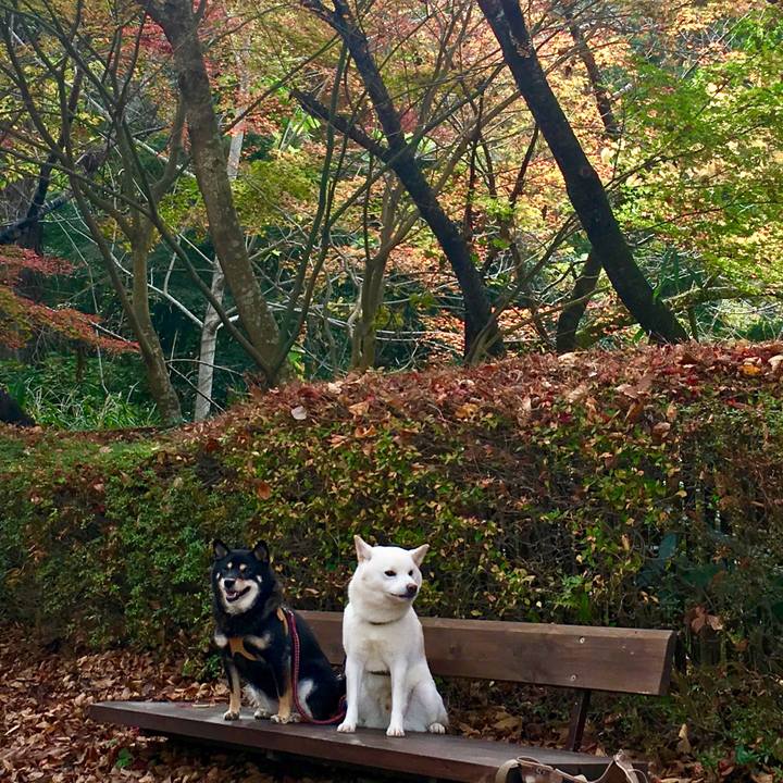 B9d8f732 8bb9 462a 9401 bbdd0a86d877 1542274928182