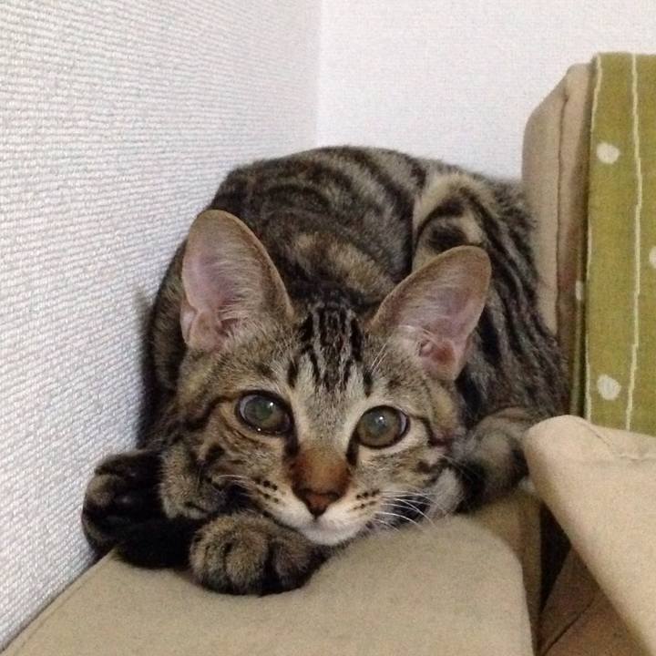 B9d92c54 3a8e 4009 87fa 1a669ac13e56 1512975996674