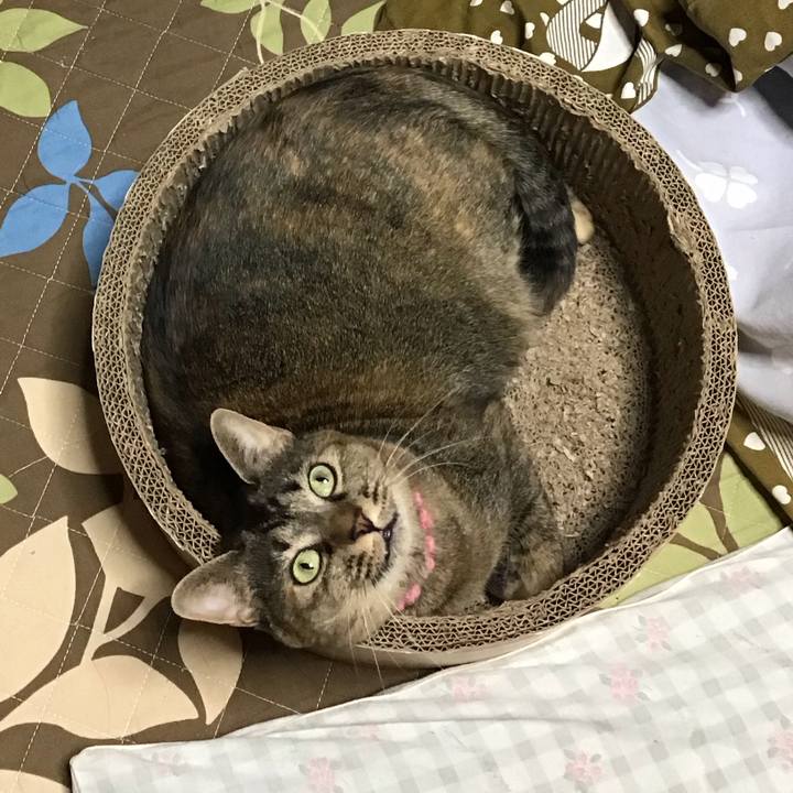 B9e2cf34 1c9d 4ece 8999 ef15e6186762 1733132385445